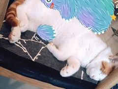 -平行世界·猫咖(首经贸店)