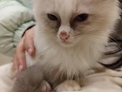 -楼上猫咖(罗湖店)
