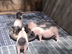 -北京鹿世界主题园