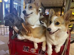 -柯斗斗主题餐厅·狗咖·围炉煮茶·茶饮(国瑞升平里店)