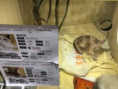 -屋虎猫馆(宝安大仟里店)