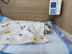 -达爱动物医院·犬猫分区·CT·复杂眼科(远洋山水分院)