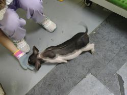 -神奇动物撸宠馆·羊驼·小浣熊·异宠(豫园店)