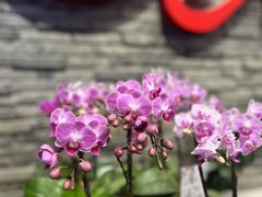 -豆豆花艺(新光天地店)