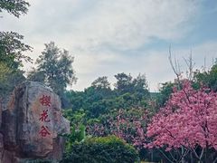 -狐尾山公园