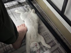 -lincat·猫舍(广州店)