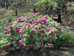 -国家植物园南园