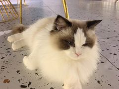 -喵喵咪呀布偶猫咖(春熙路店)
