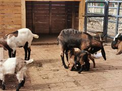 -长白岛森林公园