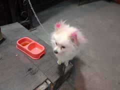 -爱骅裤带面馆(东木头市店)