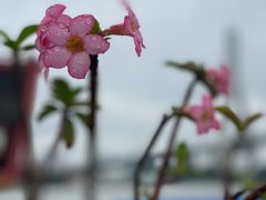 -粥旺庄(芳村店)