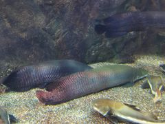 -太平洋海底世界