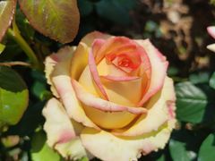 -人民公园(罗湖区)