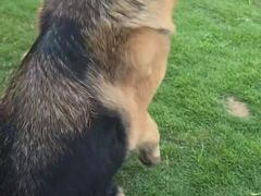 -趣玩宠物乐园寄养训犬训狗游泳池
