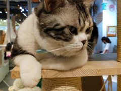 -小时光咖啡馆(开森度假森林店)