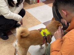 -奈斯宠物医院·核磁CT·异宠专科·内镜(中南店)