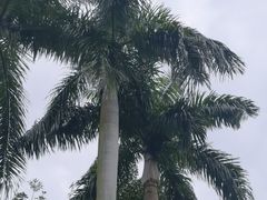 -广州市白云山风景名胜区