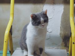 -猫咪博物馆(顶澳仔猫街店)