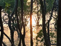 -宝安西湾红树林湿地公园