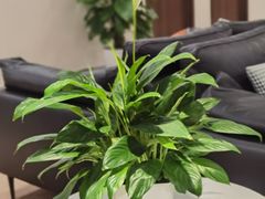 -松乔体检(亦庄店)