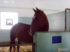 -松声马术俱乐部