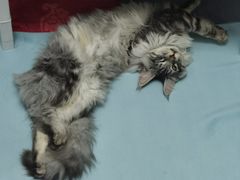 -十年猫舍·猫咪专门店(普陀店)