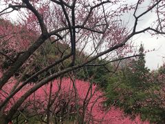 -重庆彩云湖湿地公园