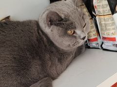 -宠福鑫康馨动物医院·骨科·眼科