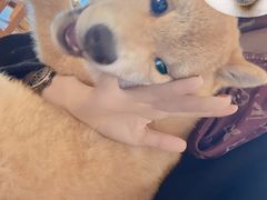 -豆柴町-柴犬主题狗咖(红鼎国际C座店)