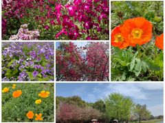 -花开海上生态园