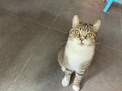 -喵屿·大理花园猫咖