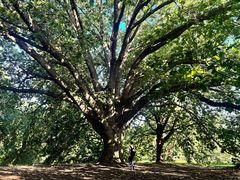 -墨尔本皇家植物园