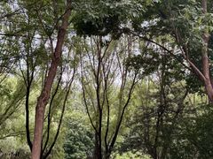 -大望京公园