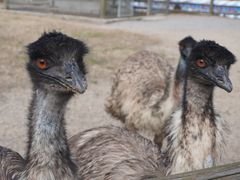 -苏州太湖西山岛开心农场