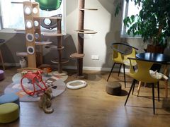 -东方名猫馆·英短金渐层布偶猫舍(环线广场1号楼店)