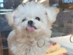 -FAELING PETS美天灵宠物(富力广场店)