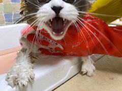 -宠颐生猫科·内科皮肤科(西平世纪城店)