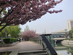 -洪记白水羊头(天坛店)