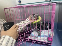 -特一安24小时宠物医院·骨科·中兽医