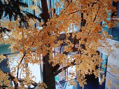 -天花井景区