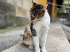 -西园寺