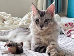 -喵zoo家庭繁育猫舍(尖东智能花园店)