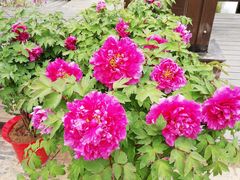 -合肥滨湖国家森林公园