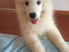 -翊宠yipet猫狗购宠庄园犬舍•猫舍