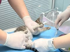 -纳吉亚猫专科动物诊疗中心(蒋宅口分院)