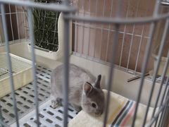 -猫猫幼稚园·撸猫·桌游·电玩