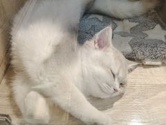 -BABIT巴比特宠物(MOMOPARK店)