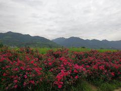 -曲江薰衣草庄园