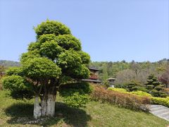 -习家池