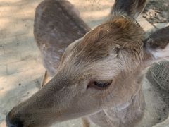 -石家庄市动物园